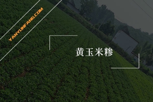 黄玉米糁的营养成分含量表