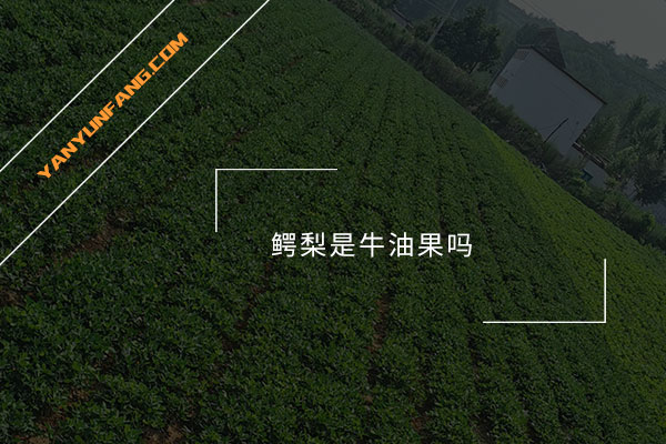 鳄梨是牛油果吗？