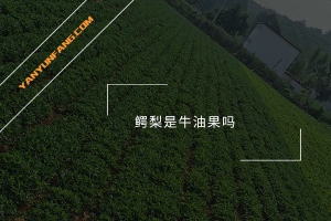鳄梨是牛油果吗？