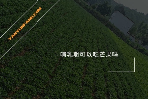 哺乳期可以吃芒果吗？