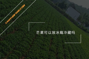 芒果可以放冰箱冷藏吗？