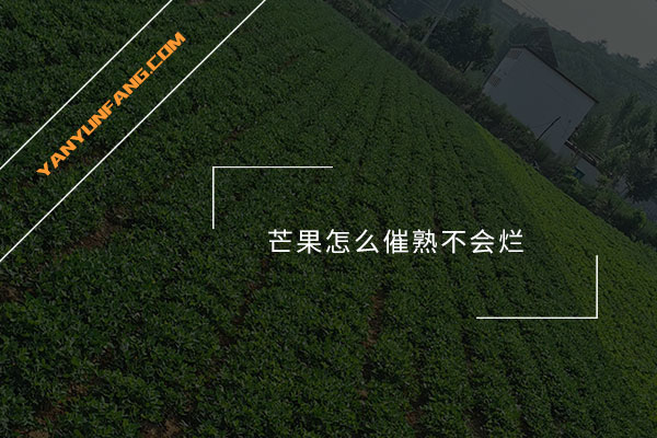 芒果怎么催熟不会烂？