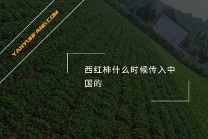 西红柿什么时候传入中国的？