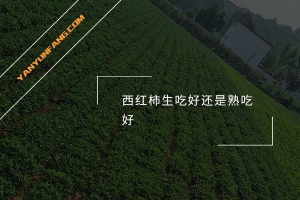 西红柿生吃好还是熟吃好？
