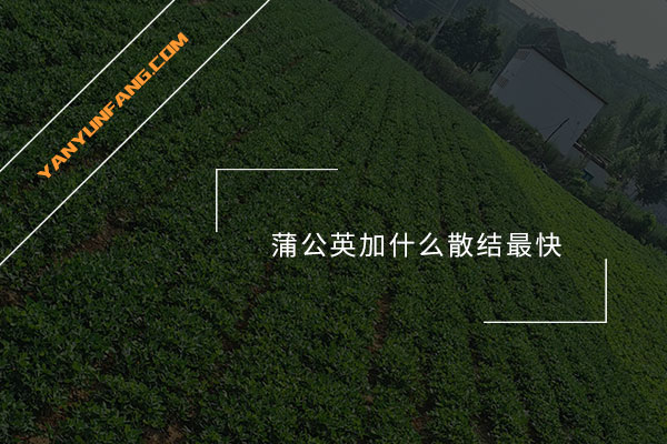 蒲公英加什么散结最快？