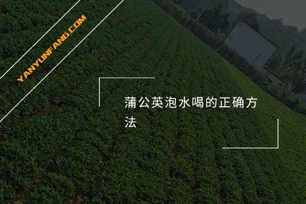 蒲公英泡水喝的正确方法