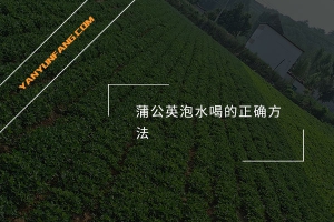 蒲公英泡水喝的正确方法
