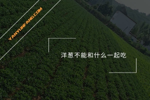 洋葱不能和什么一起吃？