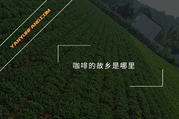 咖啡的故乡是哪里？
