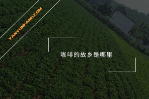 咖啡的故乡是哪里？