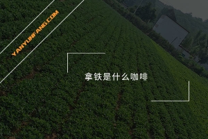 拿铁是什么咖啡？