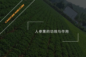 人参果的功效与作用