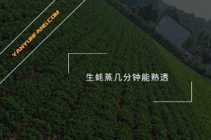 生蚝蒸几分钟能熟透？