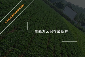 生蚝怎么保存最新鲜？