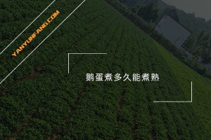 鹅蛋煮多久能煮熟？