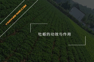牡蛎的功效与作用