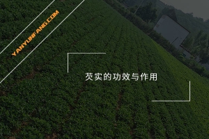 芡实的功效与作用