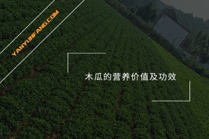 木瓜的营养价值及功效