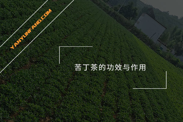苦丁茶的功效与作用