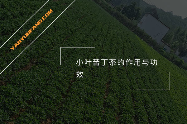 小叶苦丁茶的作用与功效