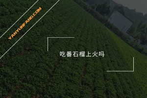 吃番石榴上火吗？