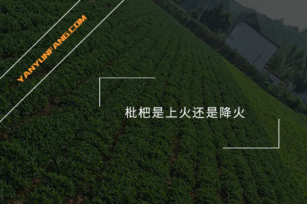 枇杷是上火还是降火？