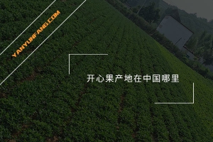 开心果产地在中国哪里？
