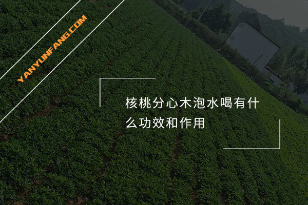 核桃分心木泡水喝有什么功效和作用？
