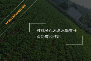 核桃分心木泡水喝有什么功效和作用？