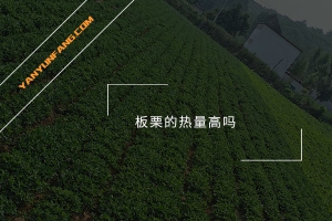 板栗的热量高吗？
