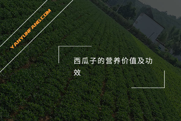 西瓜子的营养价值及功效