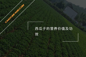 西瓜子的营养价值及功效