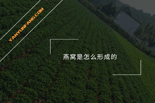 燕窝是怎么形成的？