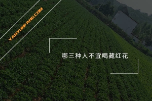 哪三种人不宜喝藏红花？