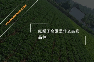 红缨子高粱是什么高粱品种？