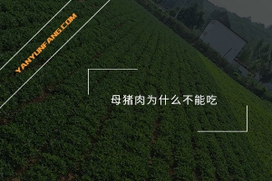 母猪肉为什么不能吃？