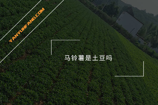 马铃薯是土豆吗？