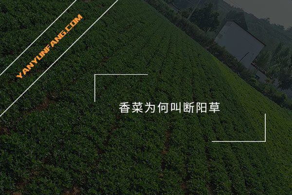 香菜为何叫断阳草？