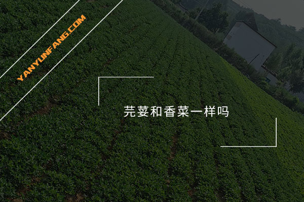 芫荽和香菜一样吗？