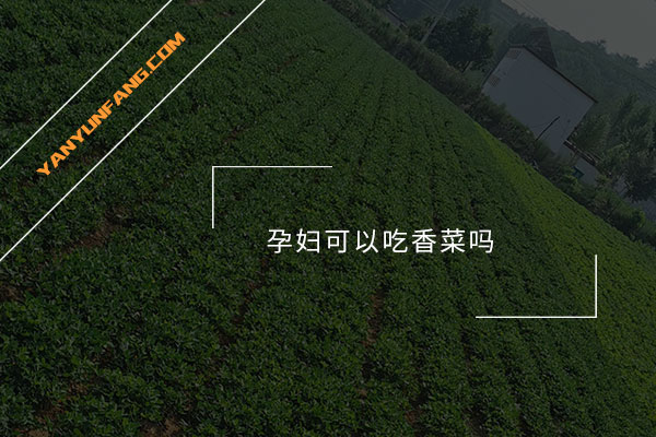 孕妇可以吃香菜吗？