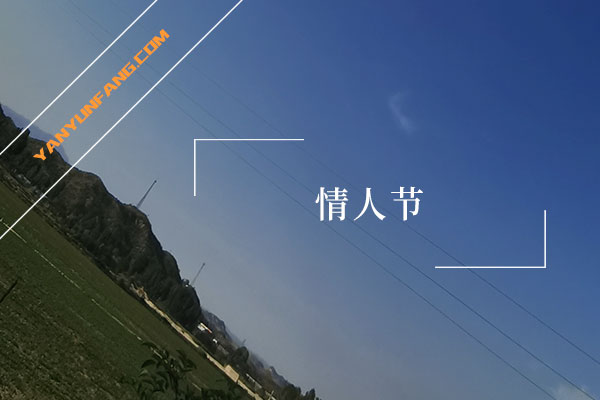 情人节